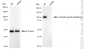 KD-Validated Anti-Ubiquitin Specific Peptidase 5 Rabbit Monoclonal Antibody